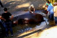 Kematian Kuda Nil Bikin Marah Warga Salvador