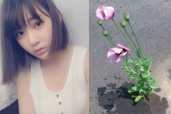 Idol Jepang Nao Ueki member HKT48 diinvestigasi oleh pihak kepolisian setelah memposting foto bunga Poppy ilegal yang tumbuh secara liar di jalanan