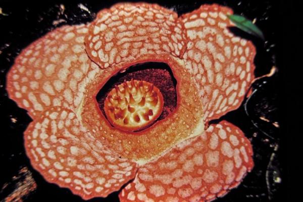 Bunga Rafflesia gadutensis mekar di kawasan hutan lindung Boven Lais di hulu Sungai Nokan.