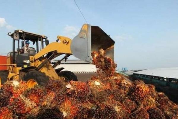 Data perkebunan kelapa sawit yang masih carut-marut  membuat potensi produktivitas perkebunan kelapa sawit tidak berjalan maksimal.