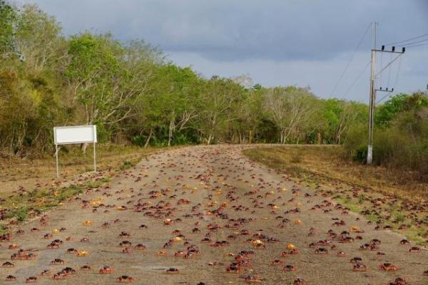 Teluk Babi kembali diserbu, namun kali ini bukan pasukan anti Castro yang didukung Amerika Serikat (AS), namun jutaan kepiting yang melakukan migrasi untuk bertelur, Rabu (26/4)