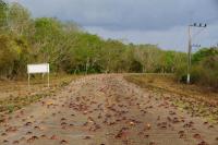Teluk Babi Diserbu Kepiting, Bikin Turis Takjub