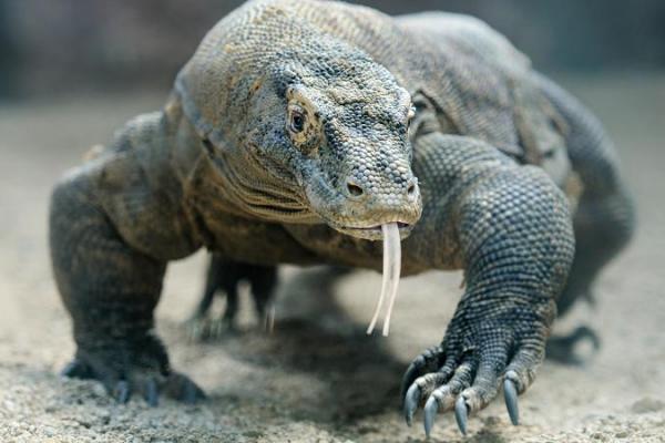 Pulau Komodo bisa mencontoh destinasi wisata safari di Kenya, Afrika Timur yang menerapkan tarif USD3500 atau sekitar Rp49 juta per malam jika ingin berkunjung ke sana.