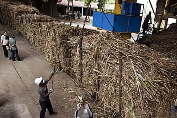 Petani tebu diminta untuk tidak perlu khawatir dengan rencana pemerintah tersebut karena tebu petani akan tetap digiling.