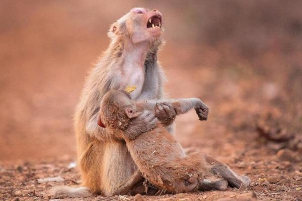 Seorang fotografer mengabadikan peristiwa saat di mana seekor monyet menangis sembari mendekap bayi dalam pelukannya yang tampaknya pingsan setelah terjatuh dari pohon.