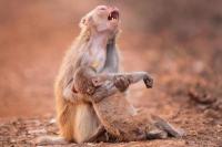 Aksi Monyet Ini Bikin Haru Fotografer