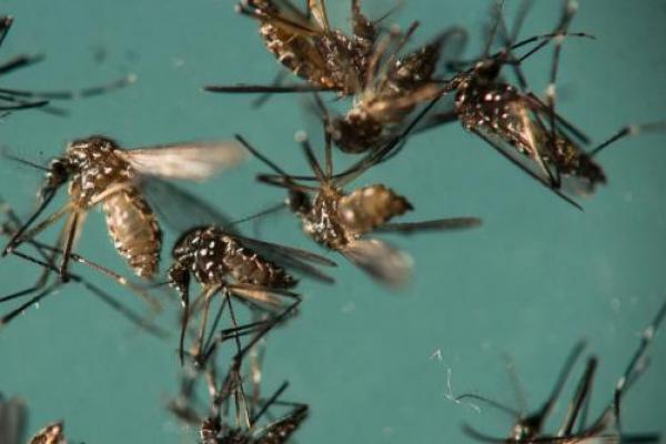 Nyamuk membawa penyakit yang menyebabkan jutaan kematian setiap tahun, menurut Organisasi Kesehatan Dunia. Dengue, Zika dan chikungunya menyebabkan gejala-gejala yang meliputi demam, ruam dan nyeri otot yang parah, antara lain. 