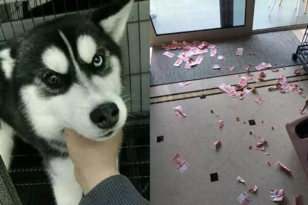 Seorang pria asal China curhat via media sosialnya, dan menceritakan bahwa anjing peliharaannya yang berjenis husky telah mengkhianatinya