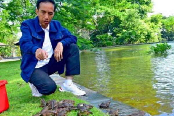 Jokowi memelihara ribuan kodok yang ditebar di kolam yang berada di sekeliling Istana Bogor, tempat tinggal dan kantor kepresidenan. Suara kodok diakui bisa membuat pikiran akan lebih tenang.