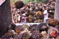 Harga Sawit di Bengkulu Naik, Jadi Rp950/Kilogram