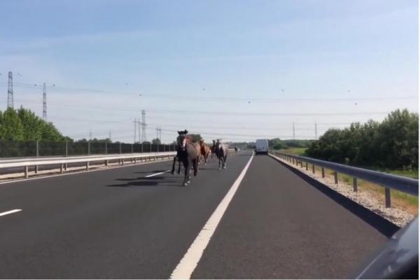 Para pengemudi dari arah Pecs ke Budapest sontak kaget dan segera menepikan kendaraannya agar tak terkena bahaya karena kuda-kuda tersebut.