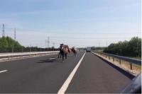 Puluhan Kuda Kagetkan Pengguna Jalan di Hungaria 