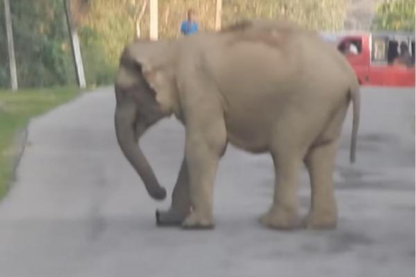 Sebelumnya tak ada yang menyangka kalau penyebab kemacetan adalah seekor gajah.