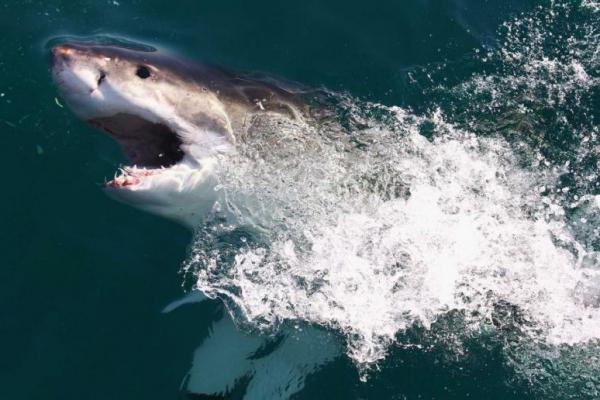 Pejabat Ambulans Australia mengungkapkan, dua penyelam digigit oleh seekor hiu di Karang Penghalang Besar (Great Barrier Reef) Australia.