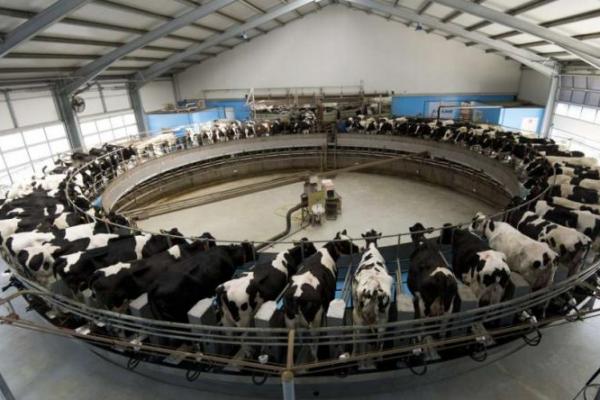 Impor sapi tersebut ditujukan untuk mendapatkan suplai susu bagi fasilitas susu yang baru dibangun dekat Doha.