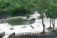 Video Gajah Selamatkan Bayi Gajah Yang Tenggelam Ini Jadi Viral