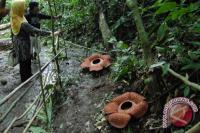 Ingin Dapat Uang, Warga Pindahkan Bunga Bangkai ke Habitatnya