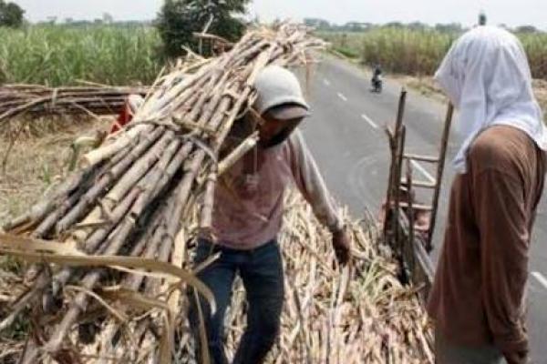 Komoditas pertanian yang masih impor tersebut di antaranya, kedelai, jagung, gula, bawang putih dan beras.