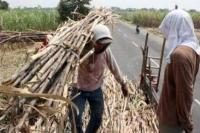 Petani Heran Pemerintah Berencana Impor Gula Sebanyak 438 Ribu Ton
