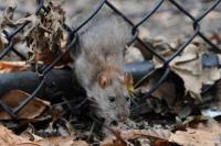 Untuk Basmi Tikus, New York Gelontorkan Rp426,8 Triliun