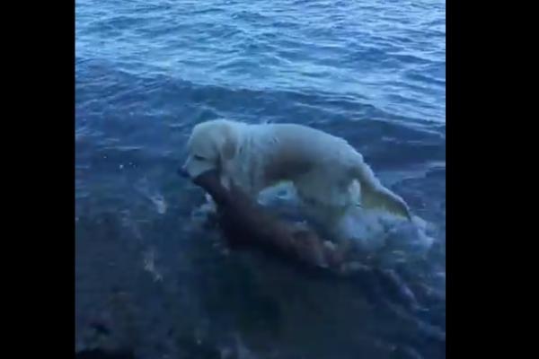 anjing berenang ke Long Island Sound untuk menyeret seekor bayi rusa ke pinggir pantai.