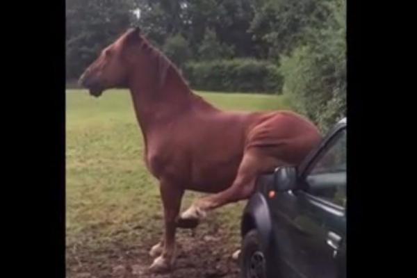 Meski beberapa kali sang pemilik mobil mengusir kuda tersebut, namun sang kuda tetap menempelkan pantatnya di mobil itu beberapa menit.