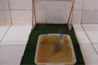 Luar Biasa! Ikan Ini Bisa Cetak Gol