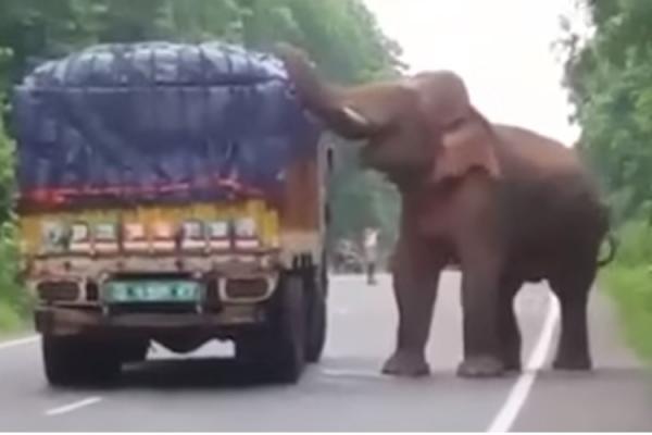 Seekor gajah yang kelaparan menarik terpal kemudian mengambil isi truk itu menggunakan belalainya. 