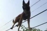 Anjing Ini Lakukan Aksi Akrobatik Menakjubkan