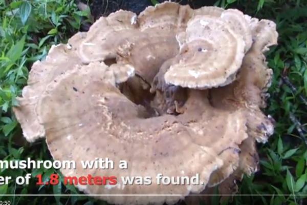 Selain memiliki ukuran lebih besar dari jamur pada umumnya, jamur raksasa ini juga memiliki berat sebesar delapan kilogram.