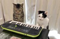 Dua Kucing Asal Jepang Ini Jago Mainkan Alat Musik