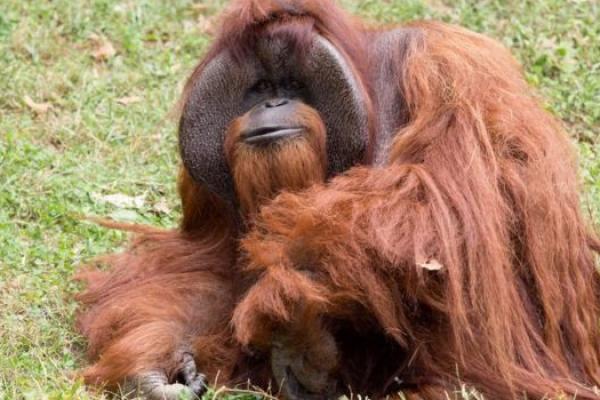 Orangutan pertama yang belajar bahasa isyarat  meninggal di Atlanta, Georgia.