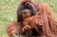 Orangutan Pertama yang  Mampu  Bahasa Isyarat Meninggal 
