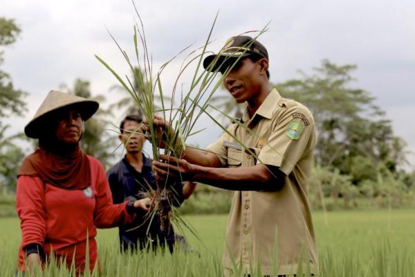 Kementan hadir sebagai fasilitator pembangunan yang berperan memberdayakan dan mendukung petani secara maksimal