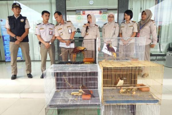 Kementerian Pertanian melalui Petugas Karantina Pertanian Medan berhasil menggagalkan upaya penyelundupan empat ekor burung Cendrawasih