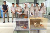 Kementan Gagalkan Penyelundupan Empat Burung Cendrawasih