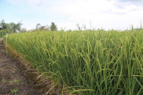 Ani menyebutkan sekitar 200 ton bawang merah hasil panen raya para petani di Kabupaten Malaka, sejak pekan pertama Agustus, rencananya sebagian bakal diekspor ke Timor Leste