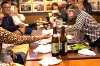 Unik! Bar Ini Gunakan Monyet Sebagai Waiters