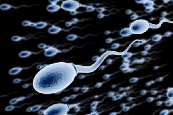 Pada saat ejakulasi, sperma akan keluar melalui penis bersama cairan pekat yang disebut semen.