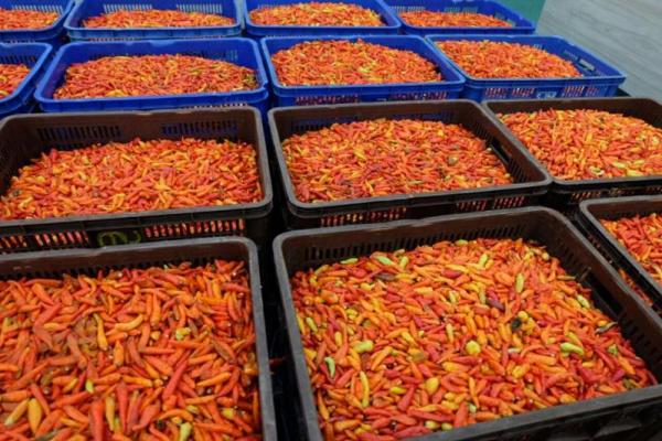 Saat capsaicin menempel pada sel kanker, kandungan di dalamnya menempel pada dinding sel kanker