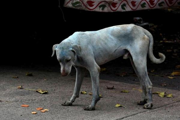 Misteri anjing berwarna biru di Mumbai telah dipecahkan