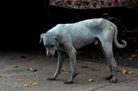 Misteri Anjing Biru di India Terpecahkan