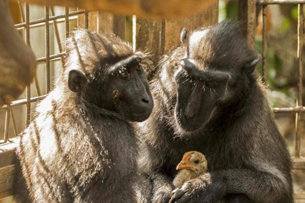 Seekor monyet kesepian di kebun binatang Israel mengadopsi seekor ayam karena tak kunjung dikarunia buah hati.