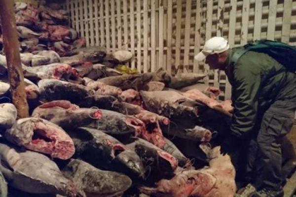 Seorang hakim Ekuador menjerujibesikan 20 nelayan China selama empat tahun karena memancing secara ilegal 6.600 hiu di Kepulauan Galapagos.