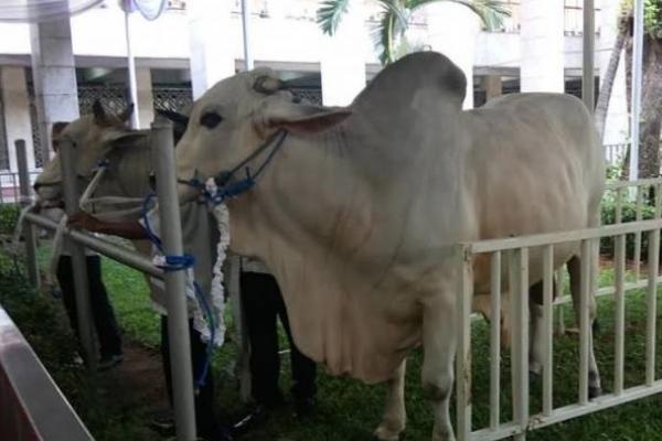 Sapi qurban milik Jokowi mencatat rekor sebagai sapi qurban terberat yang diserahkan presiden.