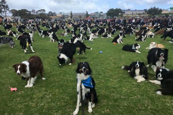 Lebih dari 500 koloni anjing yang berbeda jenis dan pemiliknya berkumpul di sebuah taman Australia.