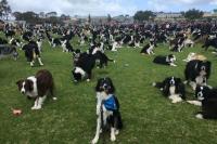 Kumpulkan Ratusan Anjing, Penyelenggara Torehkan Rekor Dunia