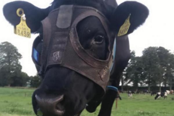 Dengan memakaikan topeng kepada sapi dan dibiarkan tinggal di luar maka hal itu akan meningkatkan hasil panen