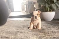 Lucunya Anjing Bulldog Milik John Legend