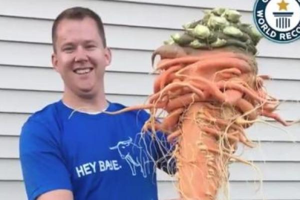 Christopher Qualley mendapatkan tempat di Guinness World Record Book dengan wortel berukuran besar 22,44 pound.